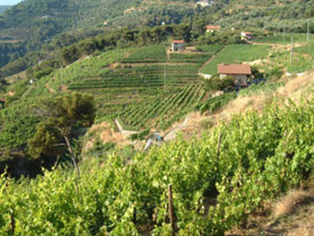 Tenuta Anfosso 3 Tenuta Anfosso 3